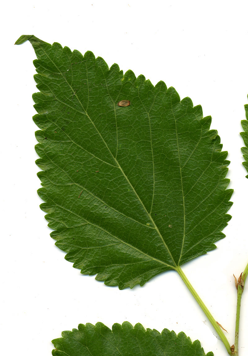 Morus Alba Leaf.